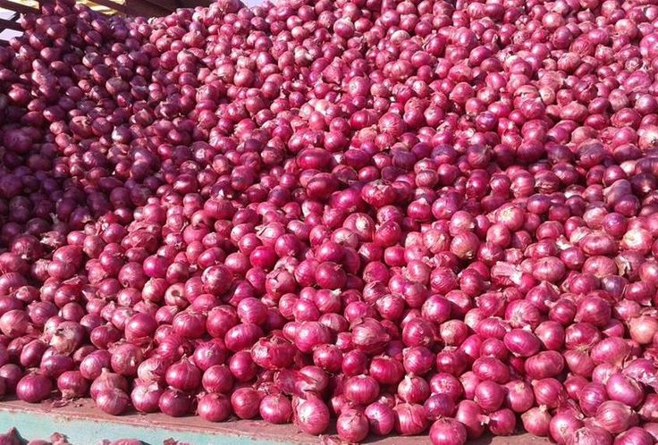 Why Indian Onions (Small & Big) Are Gaining Demand in GCC Retail and Hospitality Markets