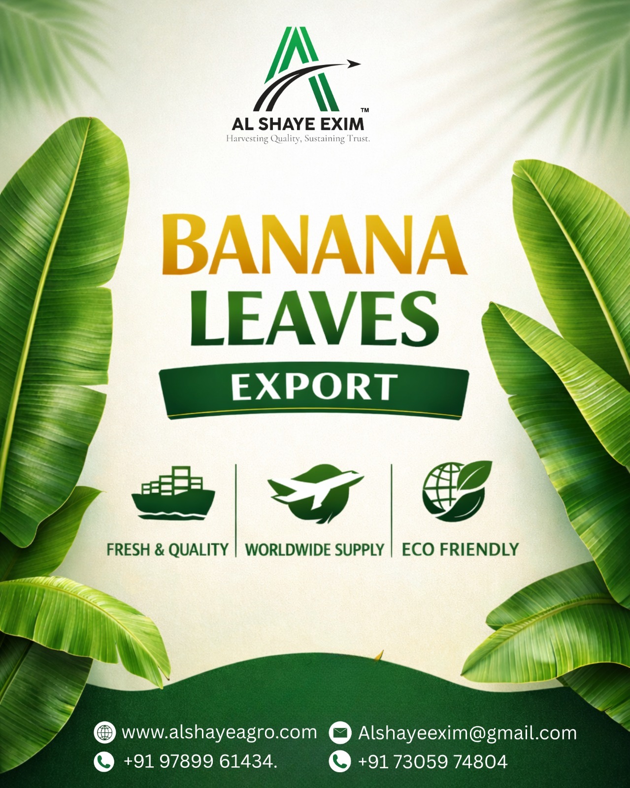 Premium Banana Leaves Exported Fresh & Naturally