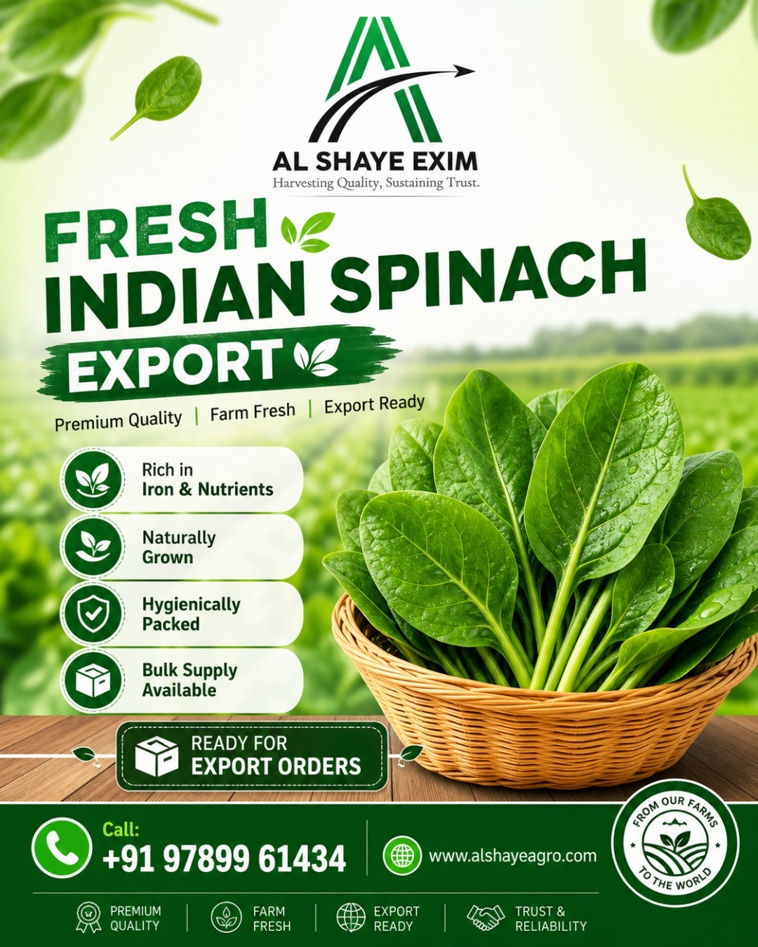 Fresh Indian Spinach Export – Premium Quality from India 