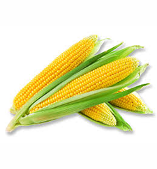 Maize