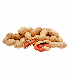 Groundnut